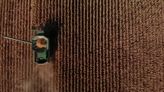 无人机直接从头顶发射，联合收割机与螺旋钻和谷物罐在收获时穿过一片玉米田视频素材