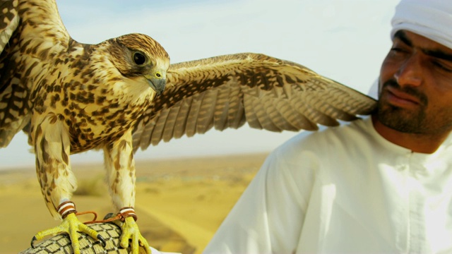 中东猎鹰和猛禽的肖像视频下载
