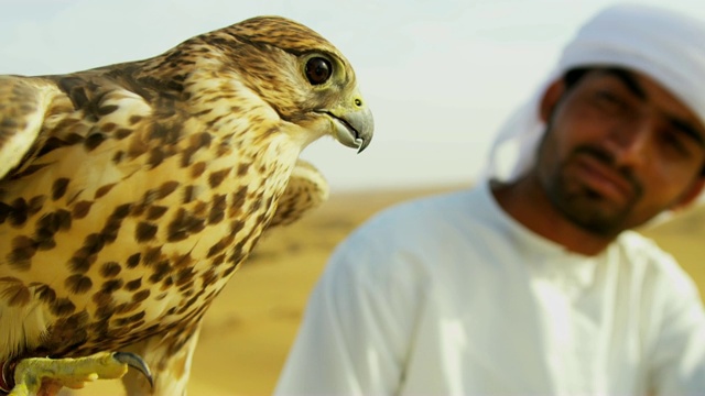 近栓鸟猎物阿拉伯猎鹰手腕视频素材