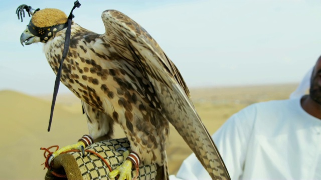 猛禽与阿拉伯人传统服装视频素材