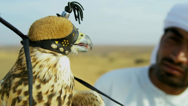 中东猎鹰和训练有素的猛禽视频素材