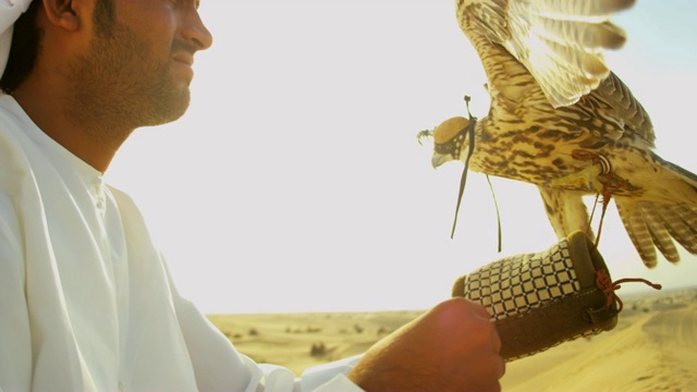 中东猎鹰和训练有素的猛禽视频素材