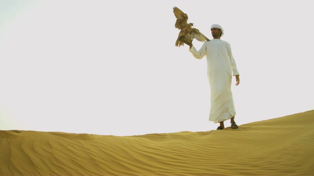 男性阿拉伯人展示训练有素的猎鹰沙漠日落视频素材