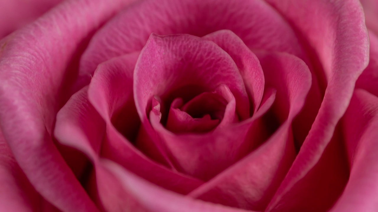 美丽盛开的粉红玫瑰特写视频下载