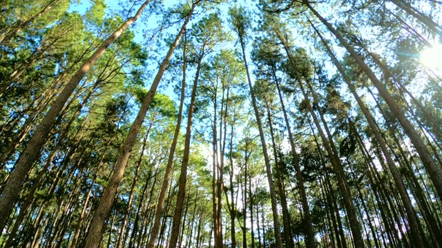 用镜头光晕平移拍摄森林。视频下载