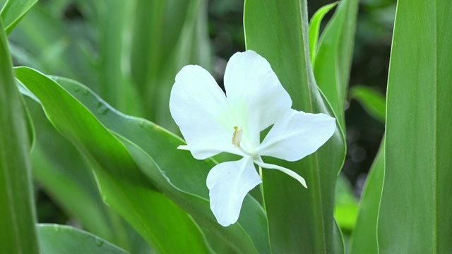 姜花(Hedychium coronarium, Mariposa或'Butterfly')在绿叶中开花视频下载