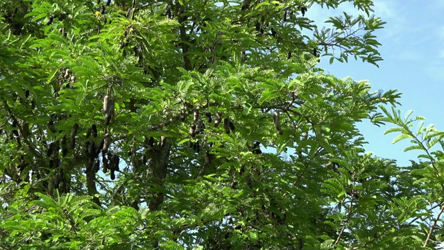 古巴:放大罗望子树视频素材