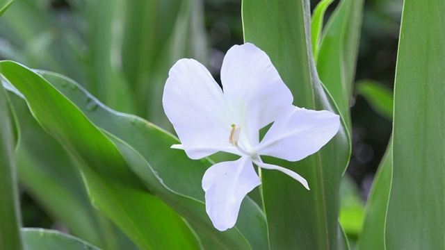 古巴:姜花(Hedychium coronarium, Mariposa或“蝴蝶”)花在绿叶中视频下载