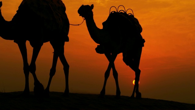 阿拉伯男性行走在沙漠骆驼日落剪影视频下载