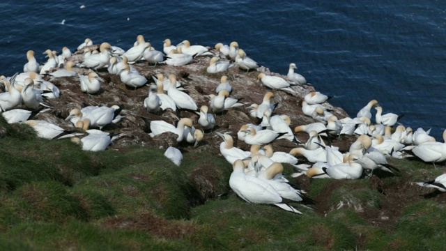 塘鹅的殖民地(Morus bassanus)在Troup Head，苏格兰视频素材