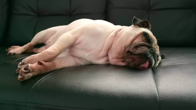 可爱的胖小狗懒懒的哈巴狗在慵懒的时候睡在家里的沙发上休息视频下载