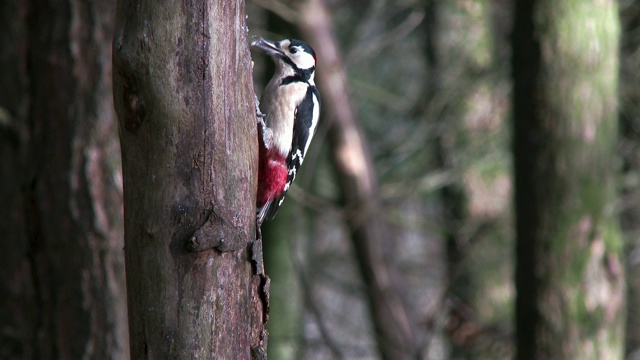大斑点啄木鸟正在苏格兰林地的一棵树旁进食视频下载