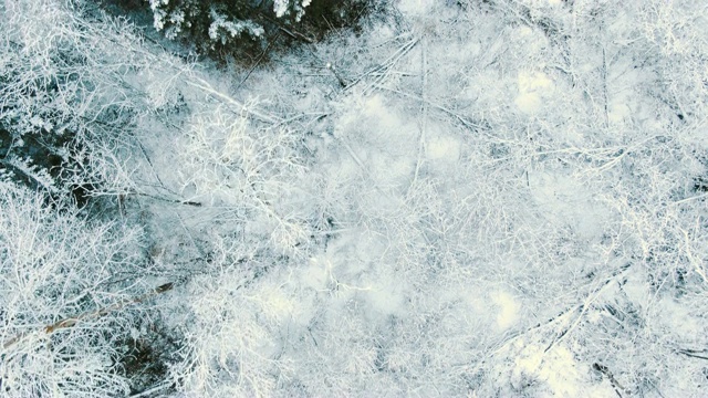 空中飞行在冬天的雪天云杉森林视频素材
