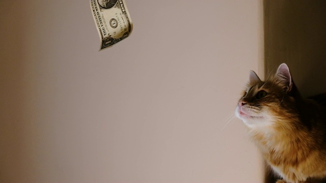 姜猫看着飞涨的美元，慢镜头。对金钱和财富的渴望视频素材
