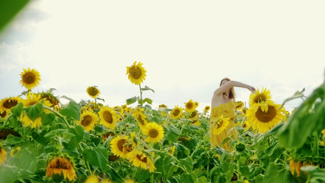 年轻的女人穿着黄色的裙子，戴着白色的帽子，在向日葵中间玩耍。女孩旋转、玩耍、奔跑，享受大自然。视频下载