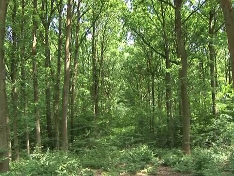 森林森林树木视频下载