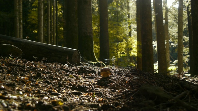 牛肝菌生长在森林中间视频素材