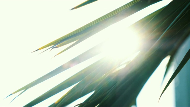 棕榈枝在风中摇曳，阳光透过奇异的植物照耀视频素材