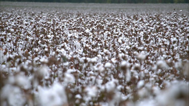 美国密西西比州的摇摆棉花视频下载