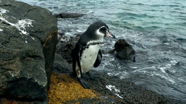 加拉帕戈斯企鹅在加拉帕戈斯群岛的一块岩石附近徘徊视频下载