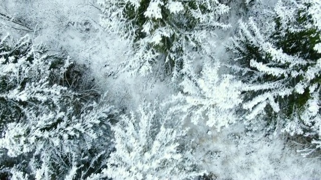 空中飞行在冬天积雪的冷杉林视频素材