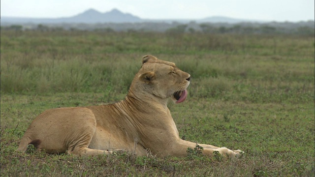 坦桑尼亚塞伦盖蒂国家公园，一只母狮子在草地上舔自己的身体视频下载
