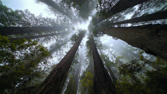 低角度查看POV红木森林，红木国家公园，加利福尼亚视频素材
