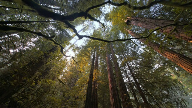 低角度查看POV红木森林，红木国家公园，加利福尼亚视频下载