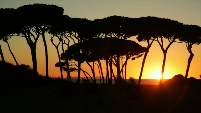 海边的松林在日落时映出剪影视频素材