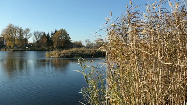 秋天的哈维尔河。德国哈弗兰的风景。岸边有柳树和芦苇。视频素材