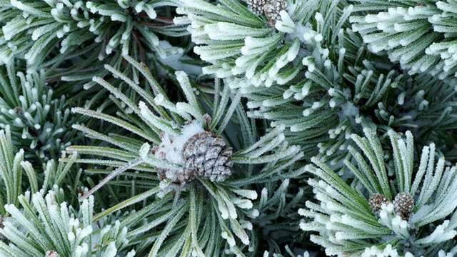 霜中有长针的松枝。圣诞树上有松果，雪花飘飘。视频素材