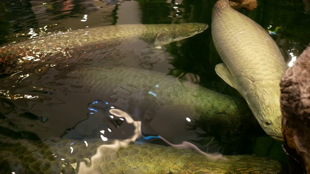 鱼塘中的巨舌鱼，是世界上最大的淡水鱼之一视频素材