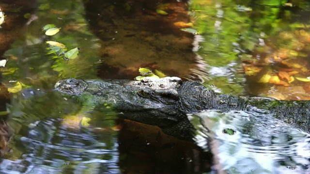 鳄鱼在河里游泳，鳄鱼头和鳄鱼皮视频素材