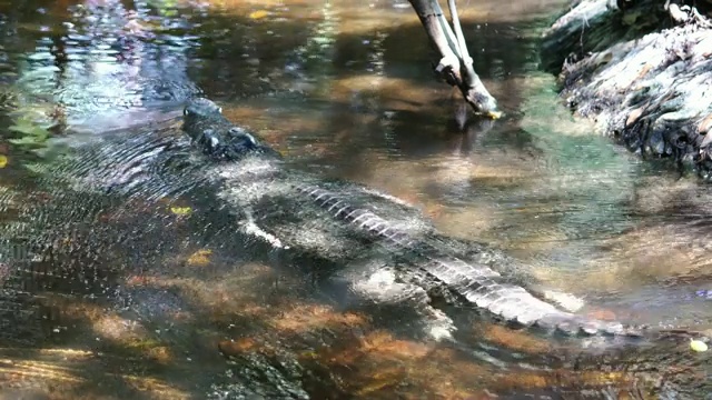 鳄鱼在河里游泳视频素材