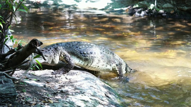 鳄鱼从水里爬出来视频素材