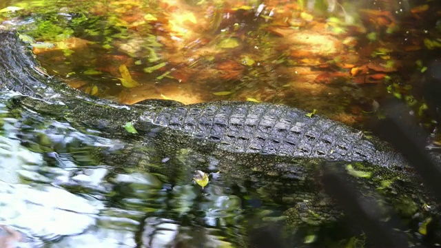鳄鱼在河里游泳视频素材