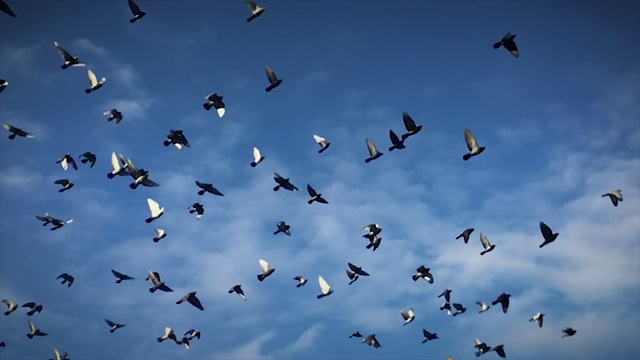 鸟群聚集的慢镜头(喃喃自语)视频素材