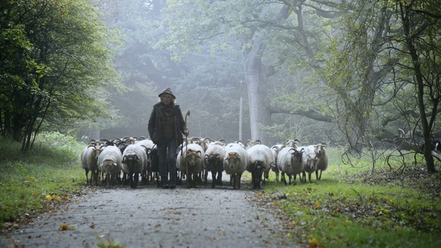 一位牧羊女和一群羊在雾蒙蒙的日出在树林里视频素材