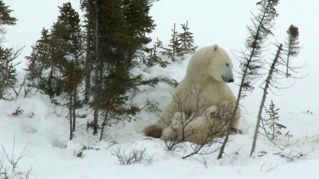 苔原上的北极熊母熊带着幼崽视频素材