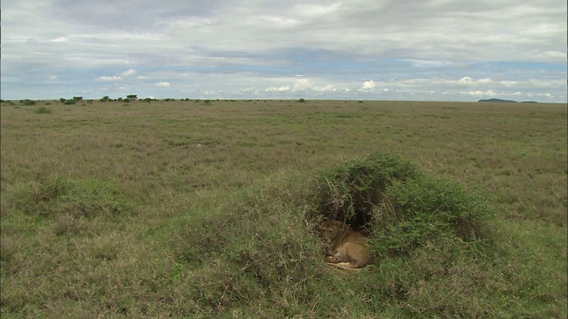 一只母狮子坐在坦桑尼亚塞伦盖蒂国家公园的灌木丛中视频下载