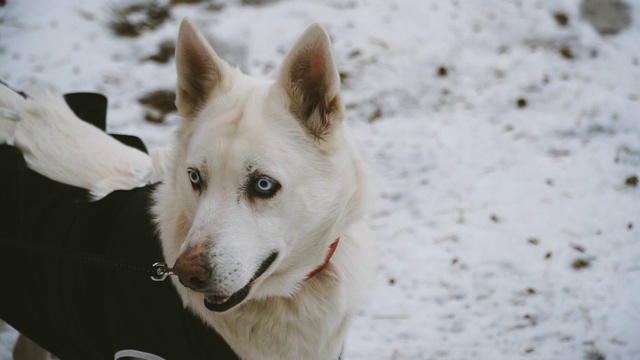 哈士奇品种的狗在白色的雪地背景视频素材