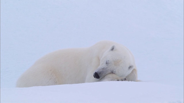 一只北极熊睡在北极白雪覆盖的地面上视频素材