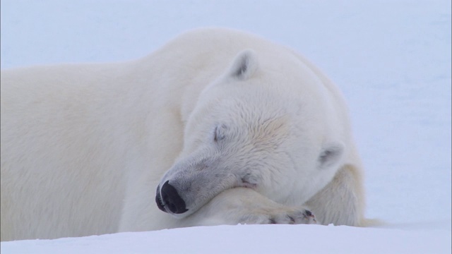 一只北极熊躺在北极白雪覆盖的地上睡觉视频素材