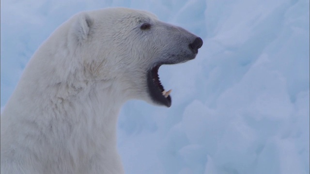一只北极熊在北极白雪覆盖的地面上打呵欠视频下载
