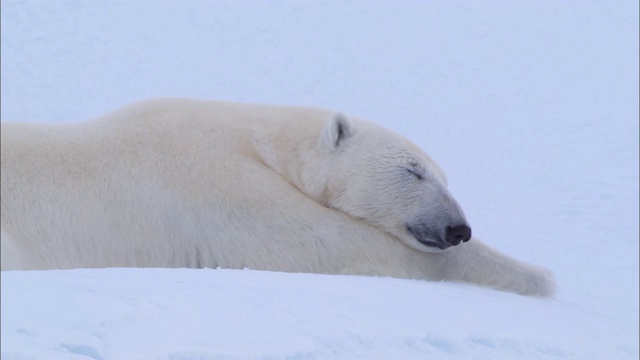 一只北极熊躺在北极的冰山上视频素材