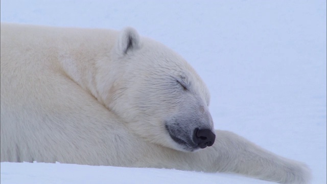 一只北极熊躺在北极的冰山上睡觉视频素材