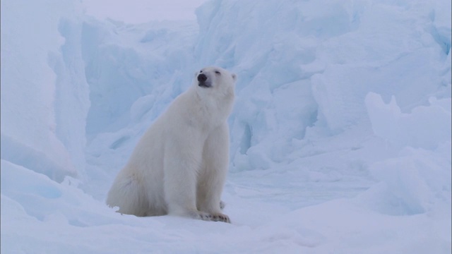 一只北极熊躺在北极的冰山下视频下载