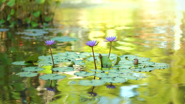 池塘上粉红色荷叶睡莲。睡莲在花园池塘。美丽的紫色荷花，水草在湖中。视频素材