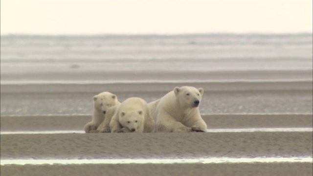 北极熊幼崽和妈妈在北极的泥地上休息视频下载