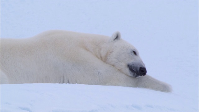 一只北极熊躺在北极的冰山上睡觉视频素材